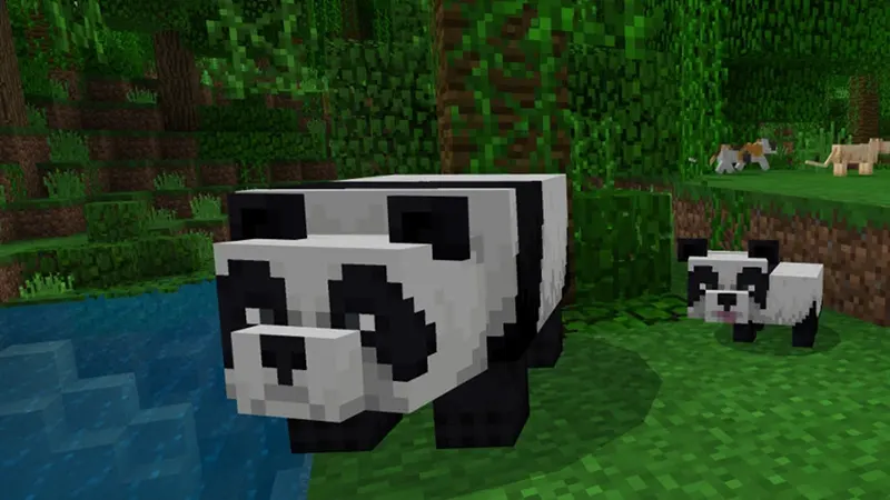 Pandas và hệ sinh thái bamboo