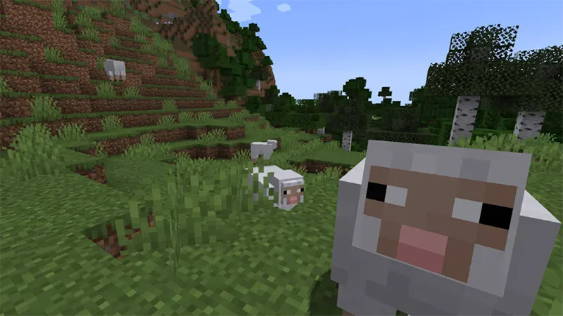 Thông tin mob cừu trong Minecraft, chúng ở đâu